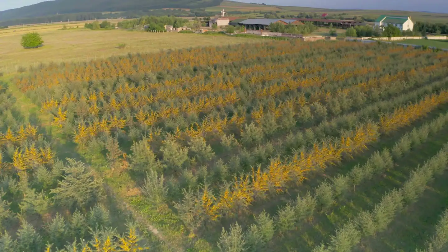 Plantația de cătină a lui Bicu, văzută din dronă